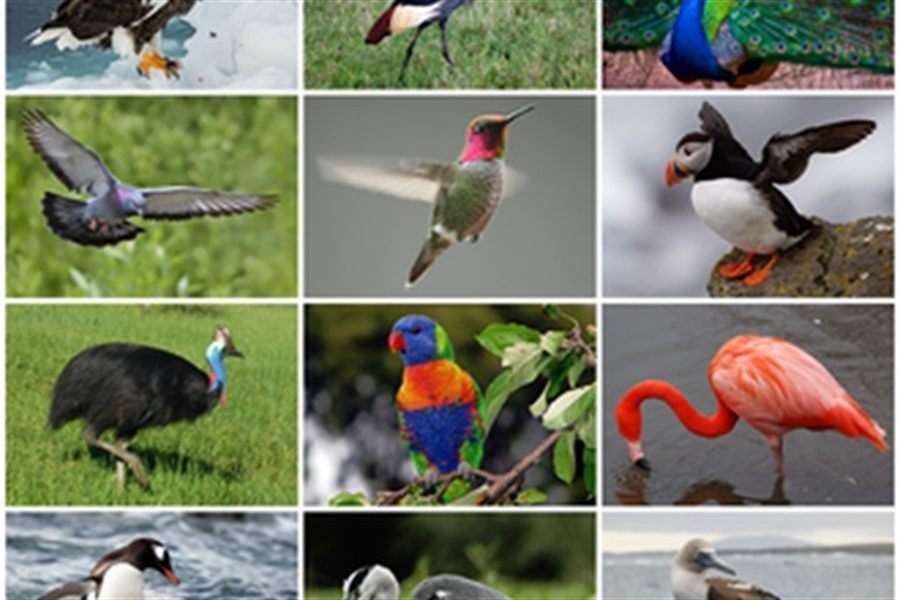 Birds